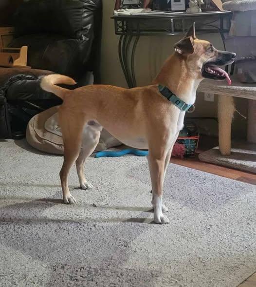 Hans, a Adoptable Mixed Breed in Grand Island, NE image 1/3