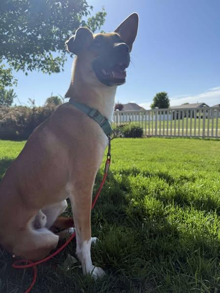 Hans, Adoptable, Adult Male Mixed Breed.