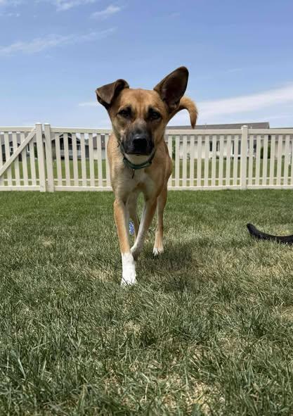 Hans, a Adoptable Mixed Breed in Grand Island, NE image 3/3