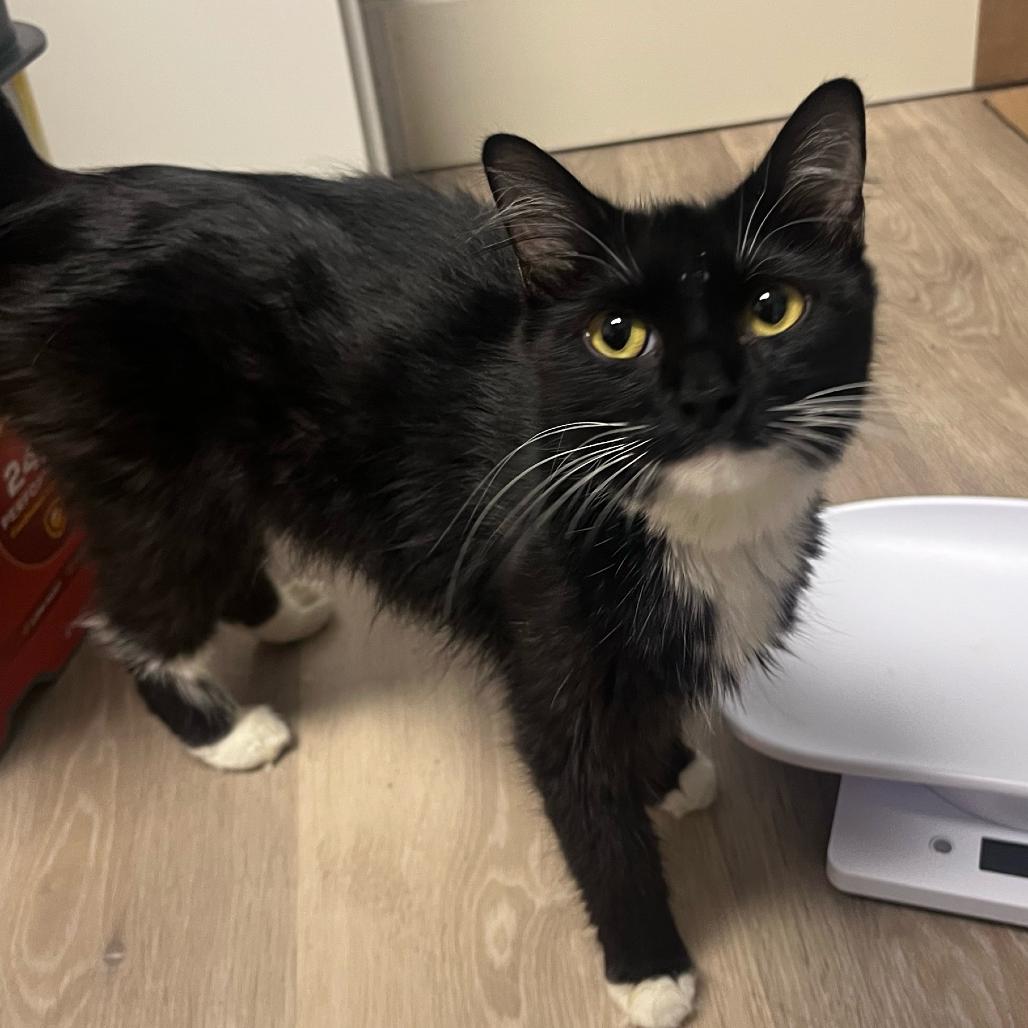 Mama Tote, Adoptable, Young Female Domestic Medium Hair.