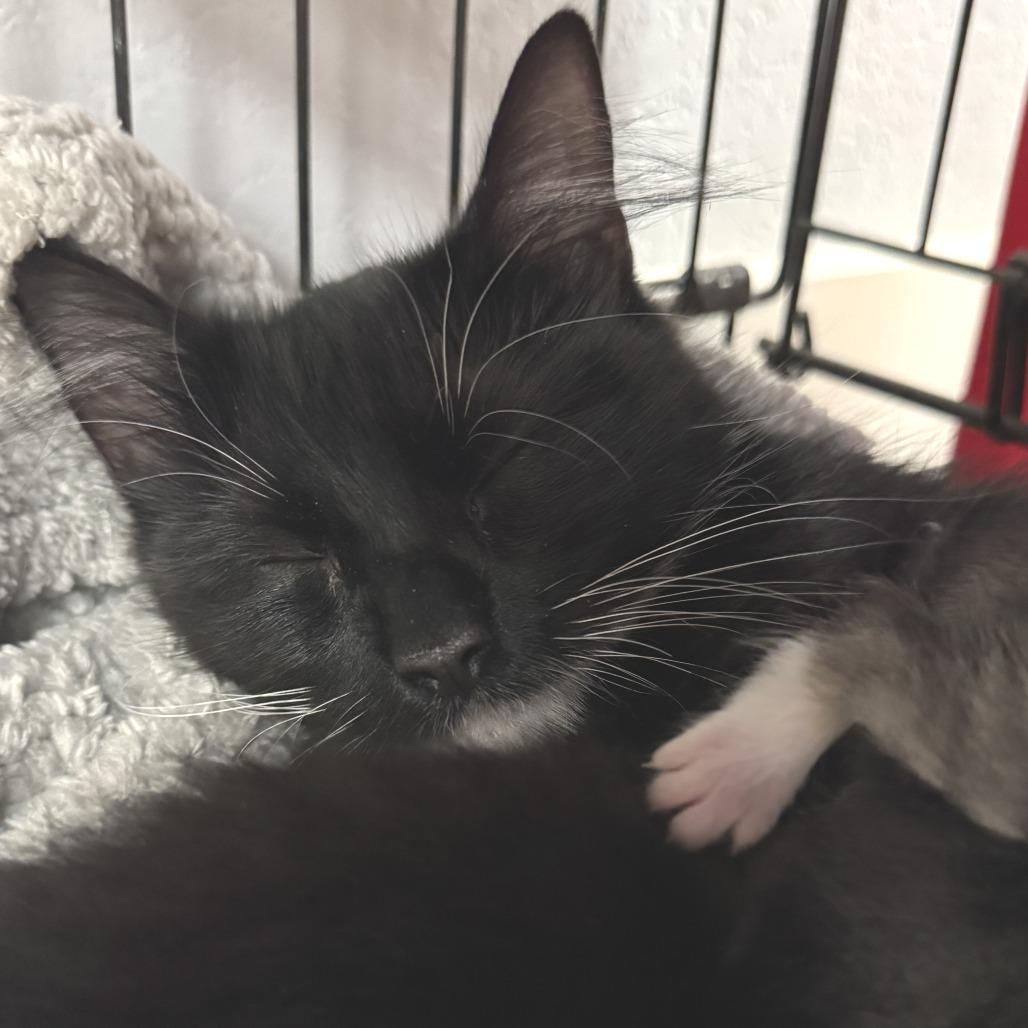 Enlarge Mama Tote, a Adoptable Domestic Medium Hair in Waco, TX image 2/3