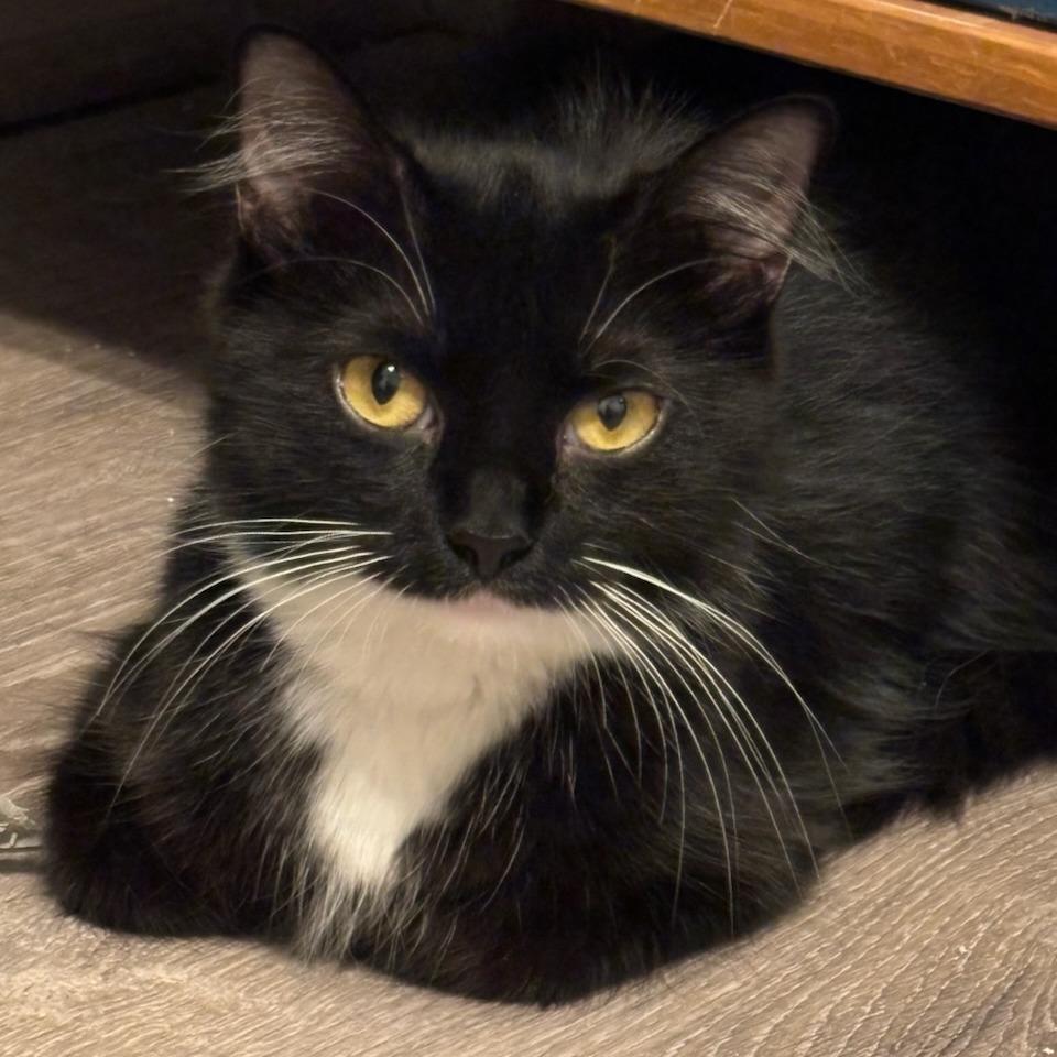 Enlarge Mama Tote, a Adoptable Domestic Medium Hair in Waco, TX image 3/3