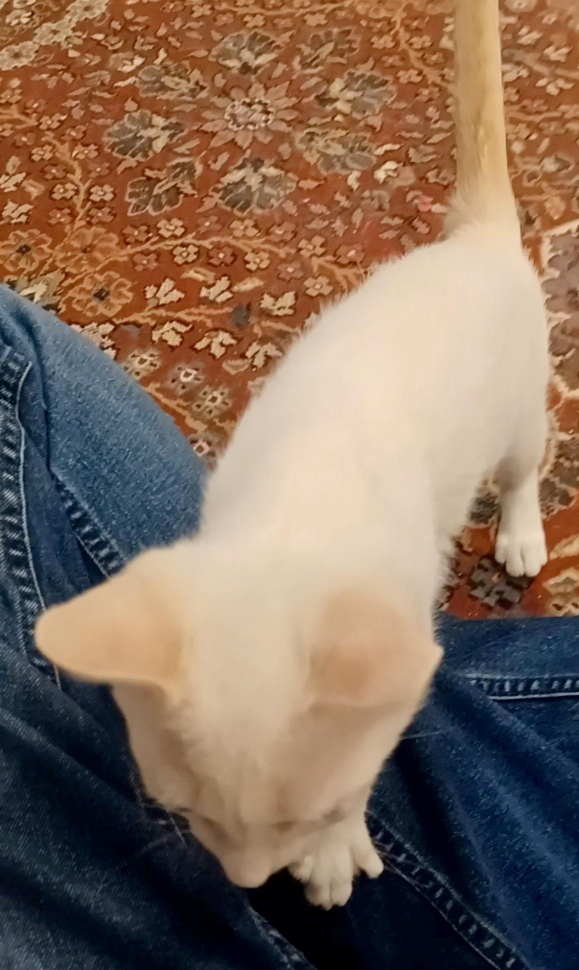 Enlarge Cedar (cuddly & curious), a Adoptable mixed breed in Houston, TX image 2/3