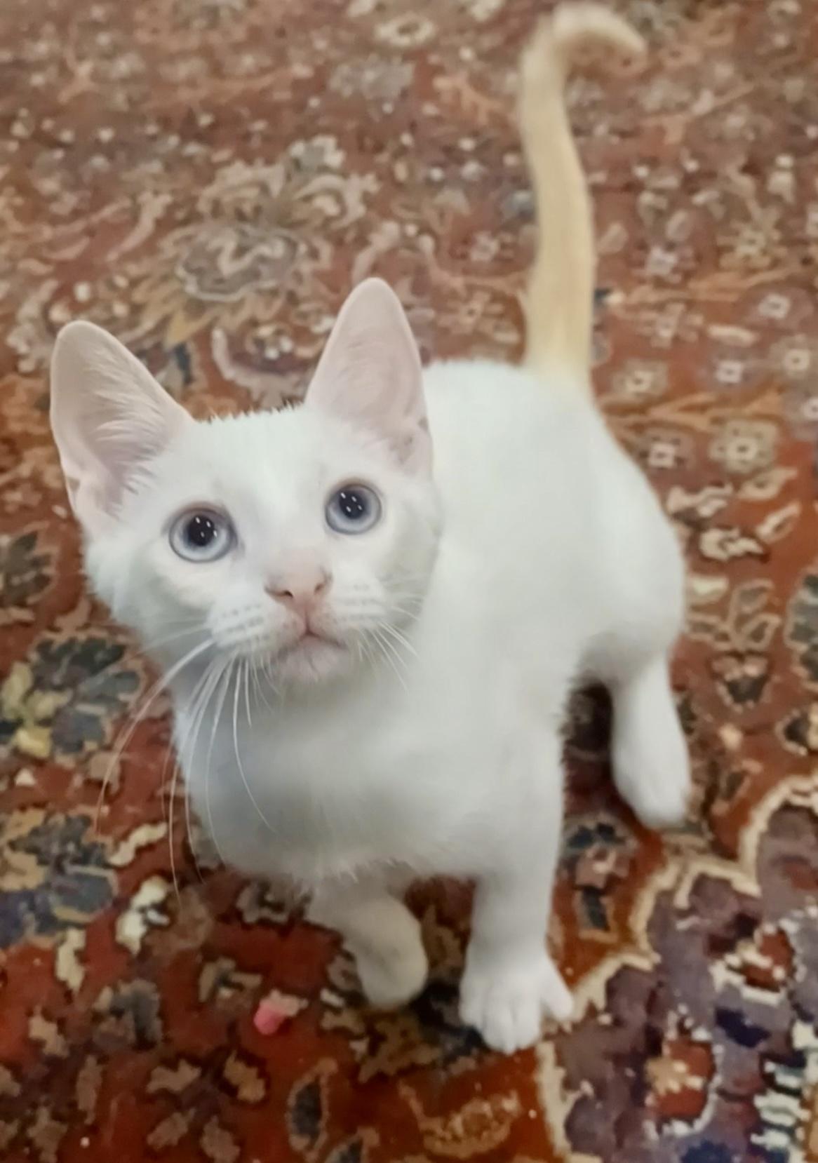 Enlarge Cedar (cuddly & curious), a Adoptable mixed breed in Houston, TX image 3/3