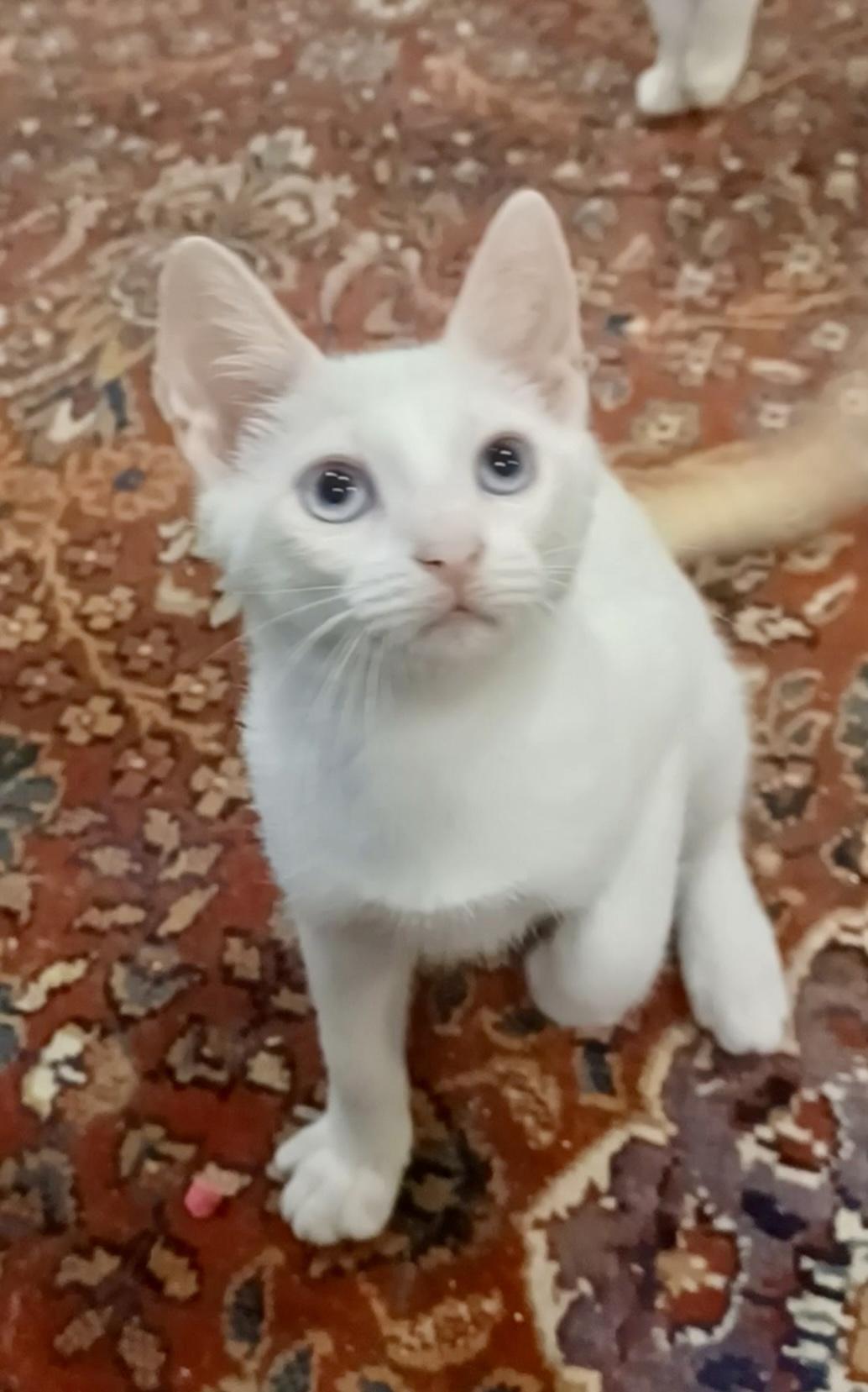 Enlarge Cedar (cuddly & curious), a Adoptable mixed breed in Houston, TX image 1/3