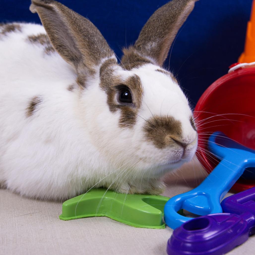 Enlarge Reno, a Adoptable American in Newport, PA image 1/4