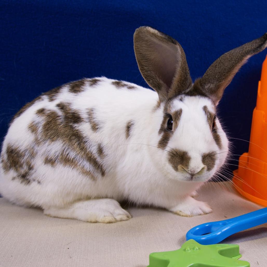 Enlarge Reno, a Adoptable American in Newport, PA image 2/4
