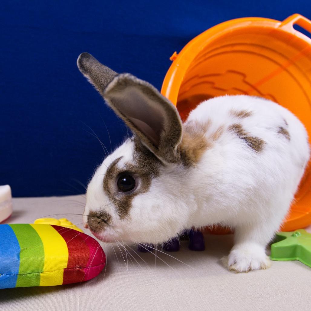 Enlarge Reno, a Adoptable American in Newport, PA image 3/4