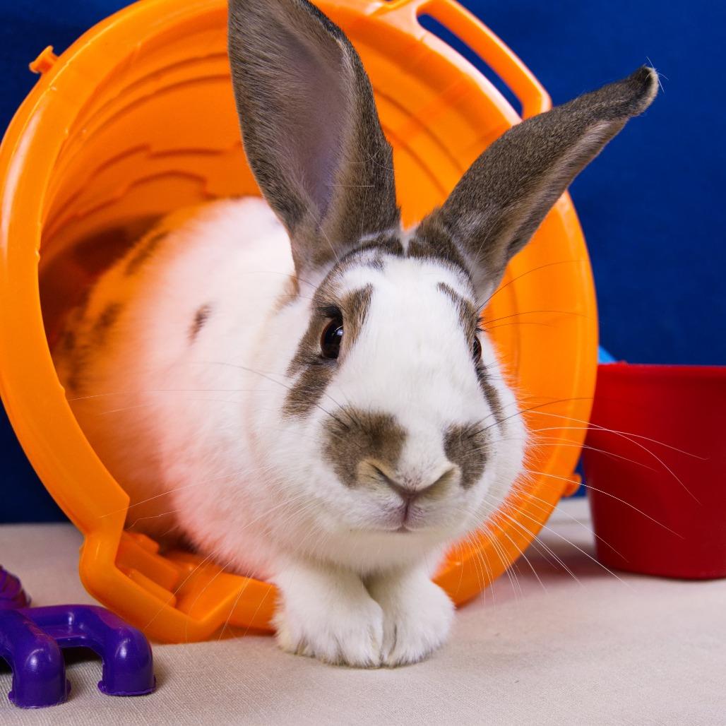 Enlarge Reno, a Adoptable American in Newport, PA image 4/4