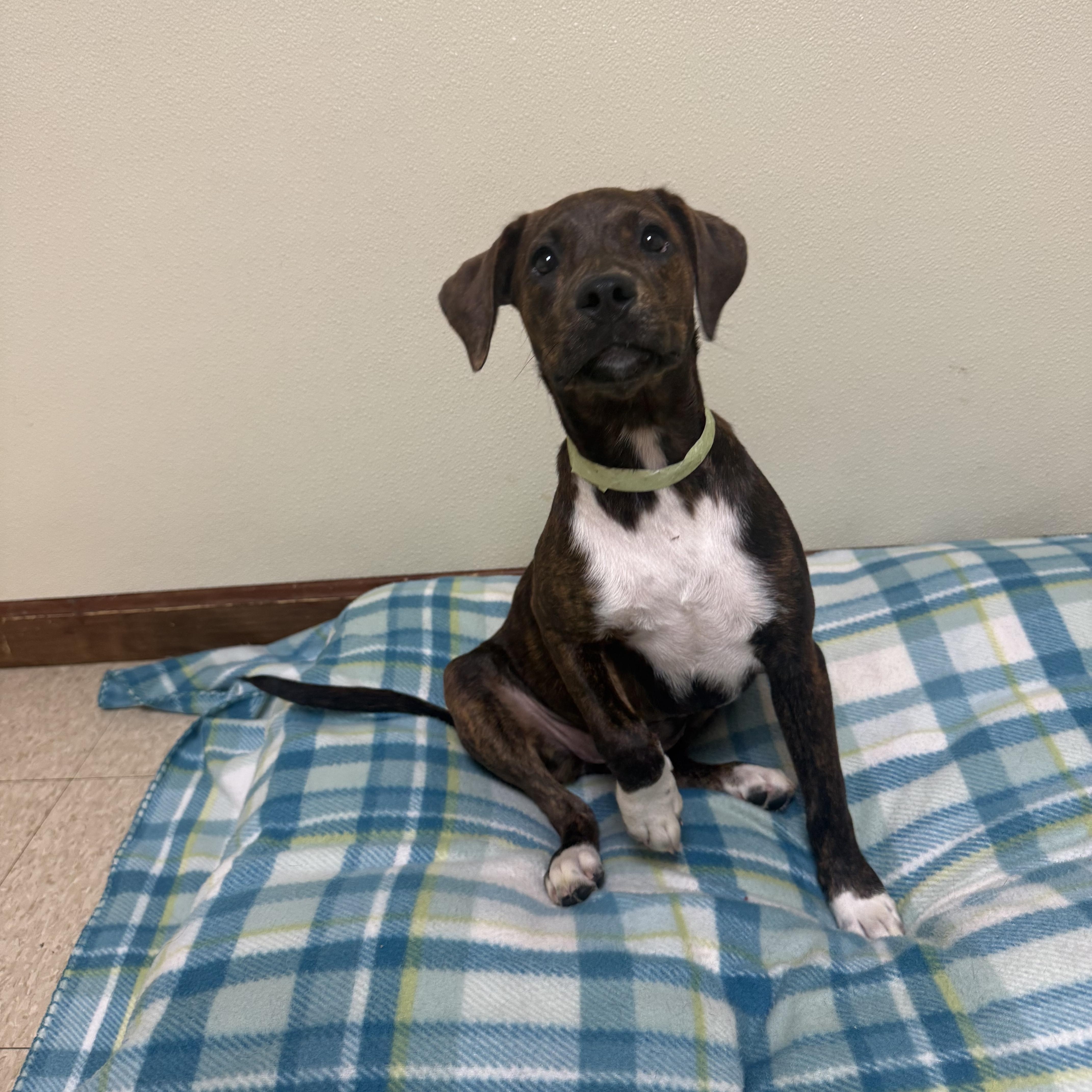 Pebbles, ADOPTABLE, Puppy Female Mixed Breed.