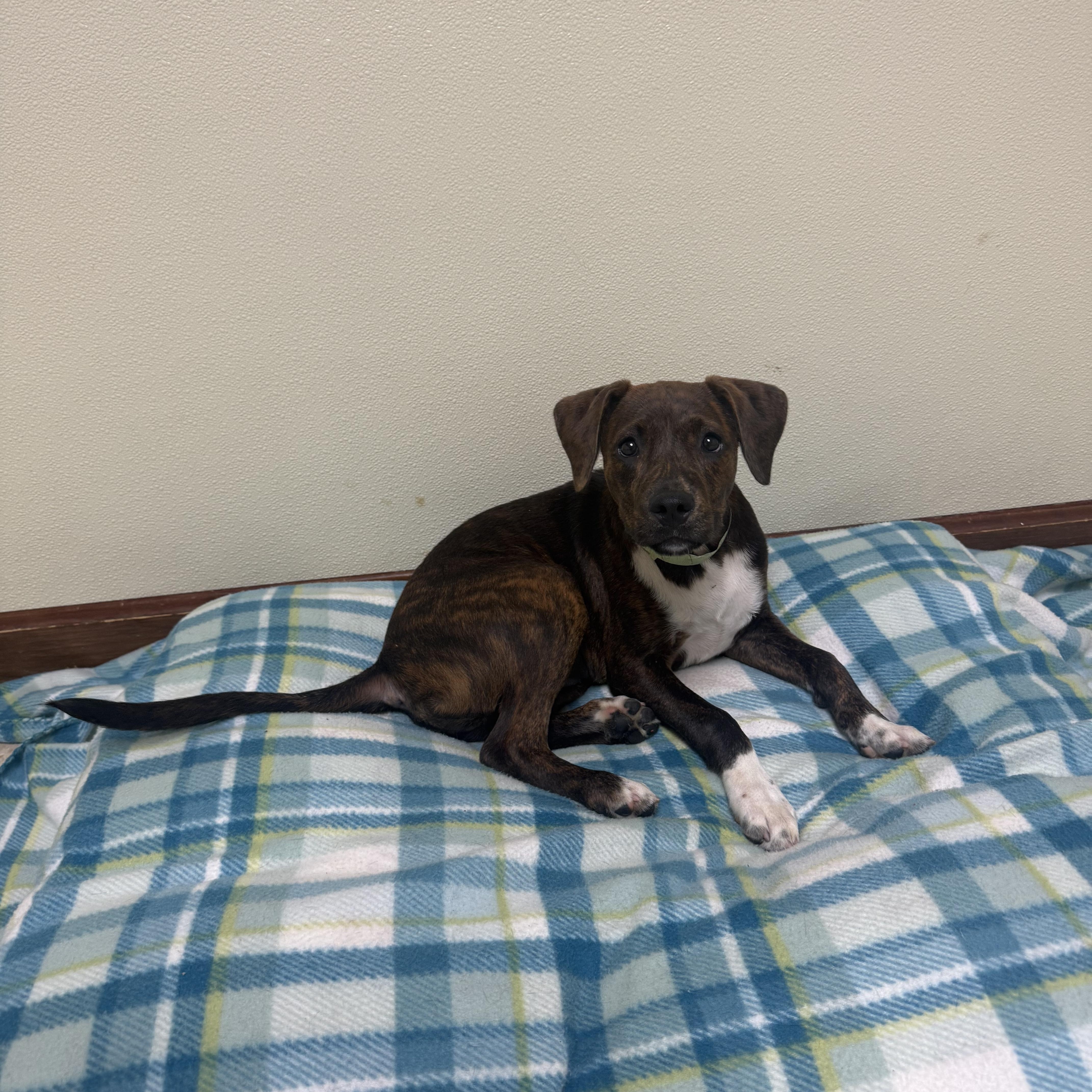 Pebbles, a ADOPTABLE mixed breed in Douglas, MA image 6/6