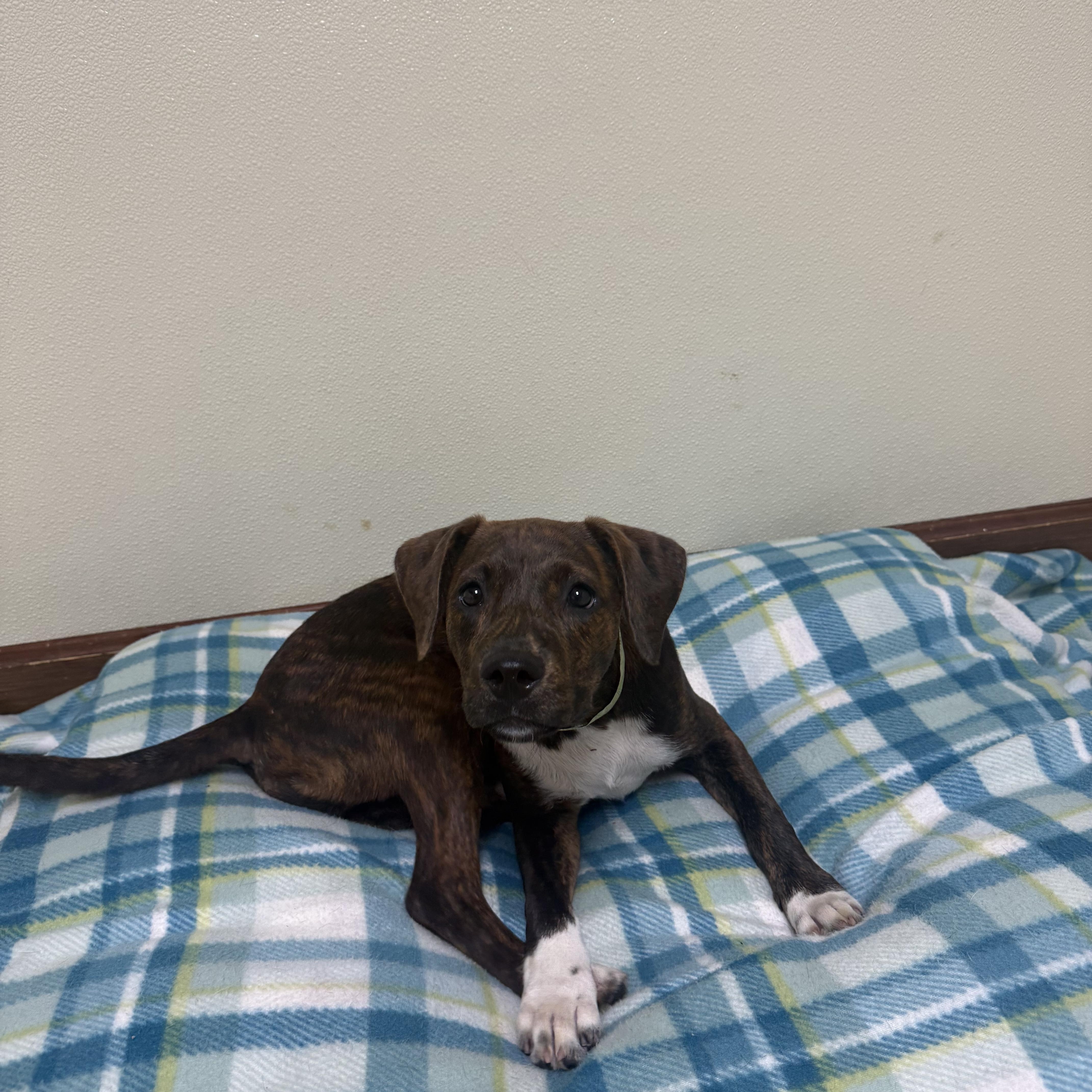 Pebbles, a ADOPTABLE mixed breed in Douglas, MA image 3/6