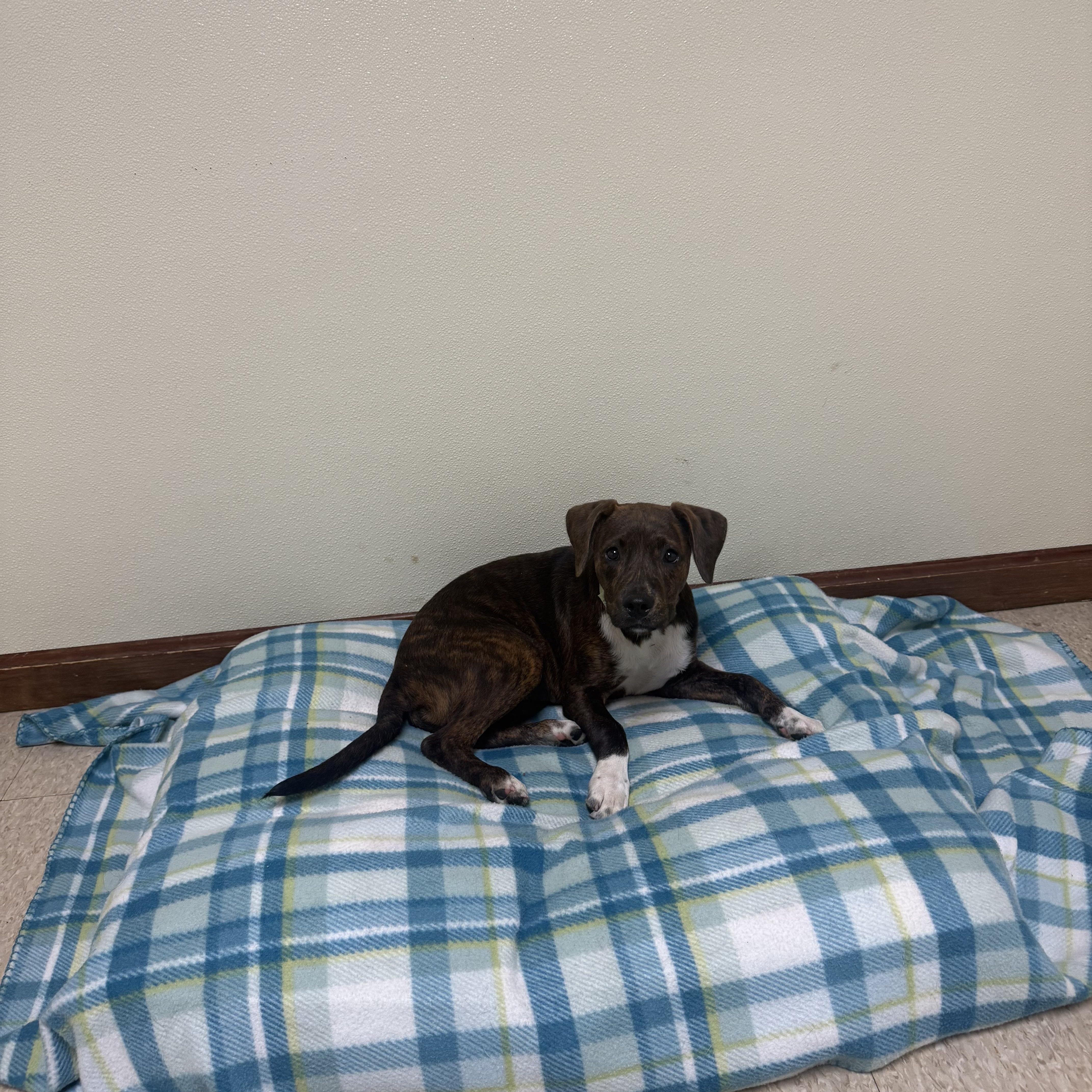 Pebbles, a ADOPTABLE mixed breed in Douglas, MA image 5/6