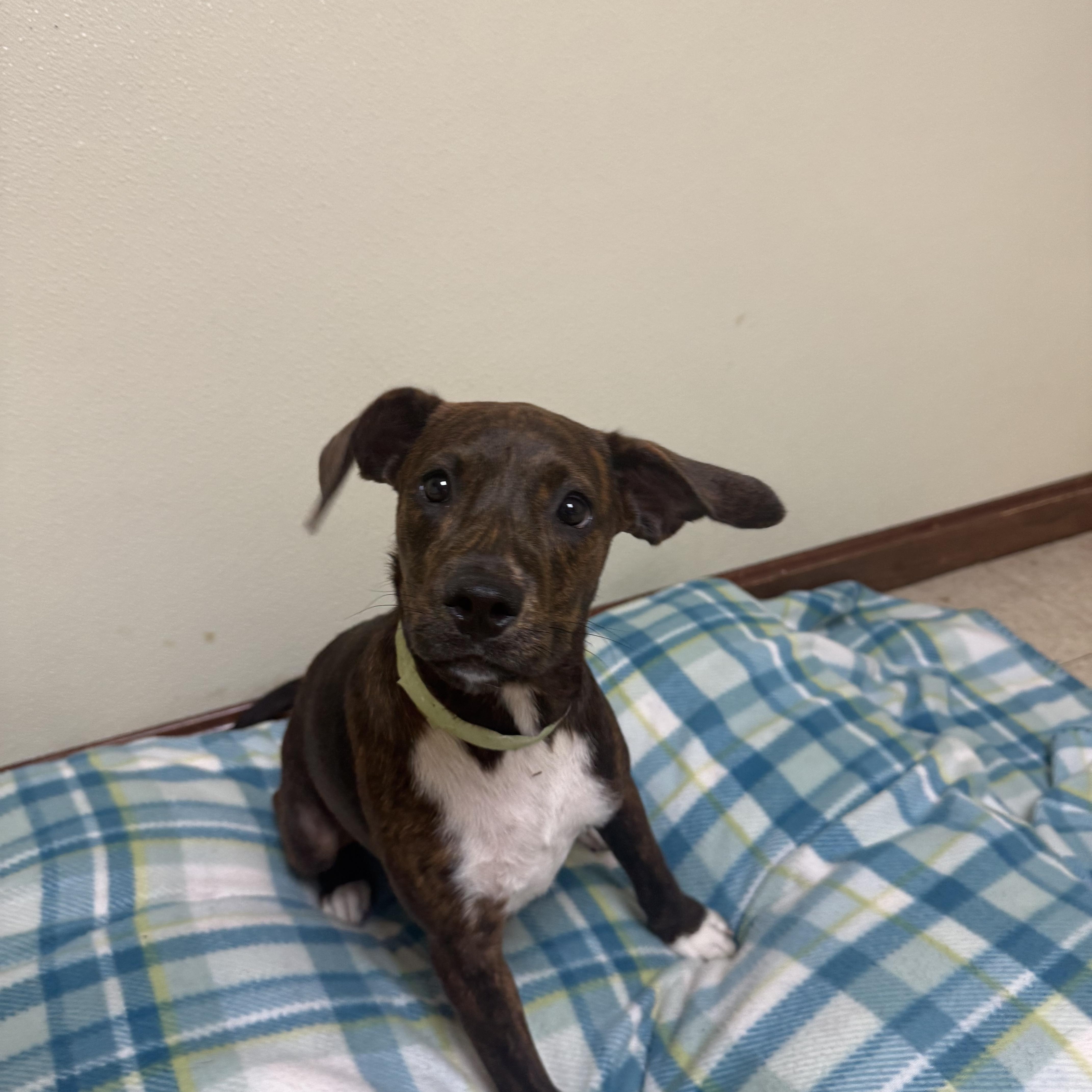 Pebbles, a ADOPTABLE mixed breed in Douglas, MA image 2/6