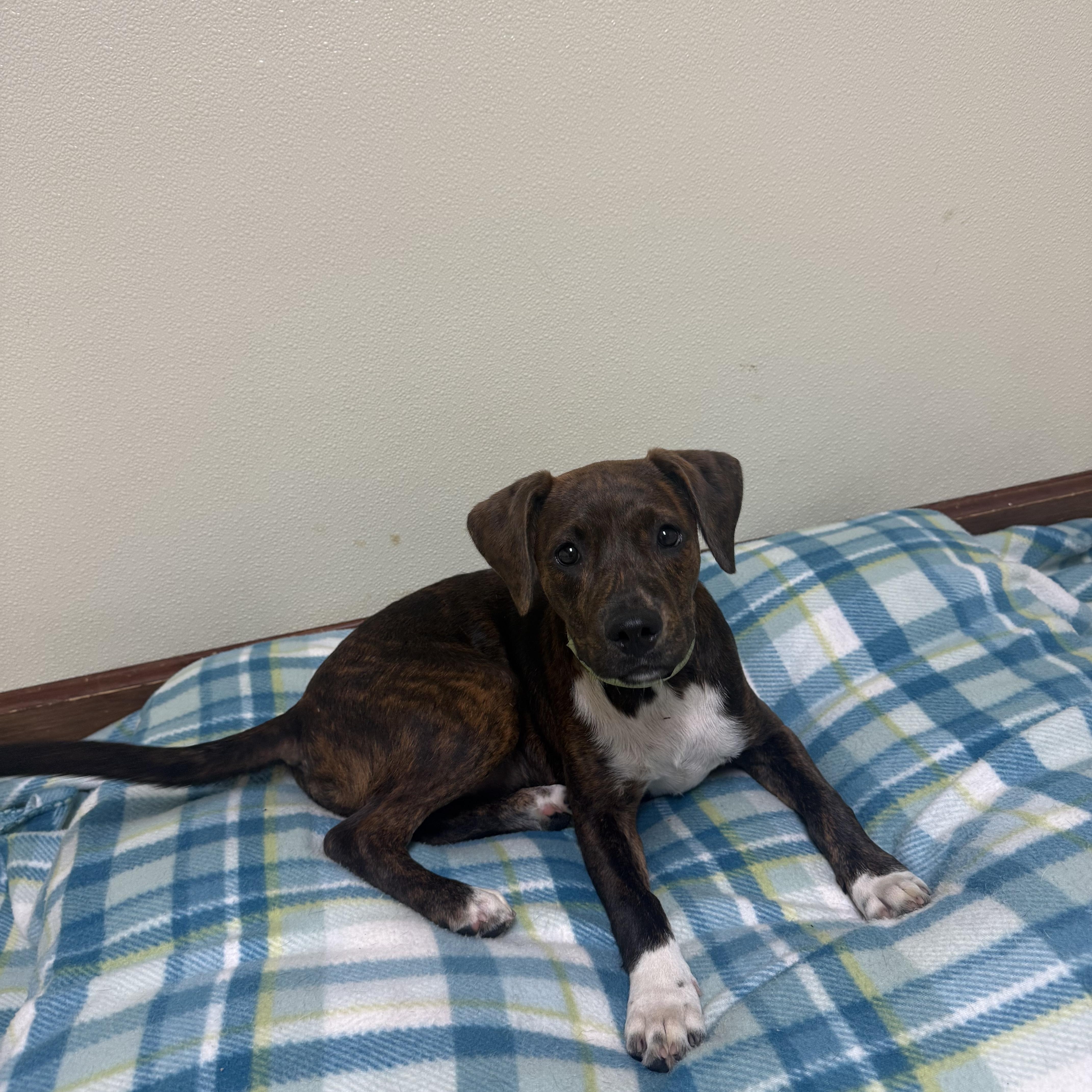 Pebbles, a ADOPTABLE mixed breed in Douglas, MA image 4/6