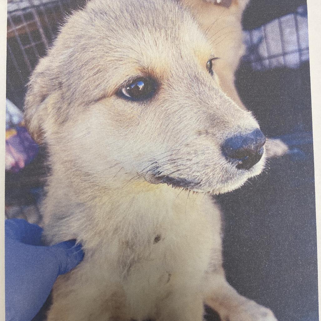 Enlarge Bonnie, a Adoptable mixed breed in Spokane, WA image 1/1