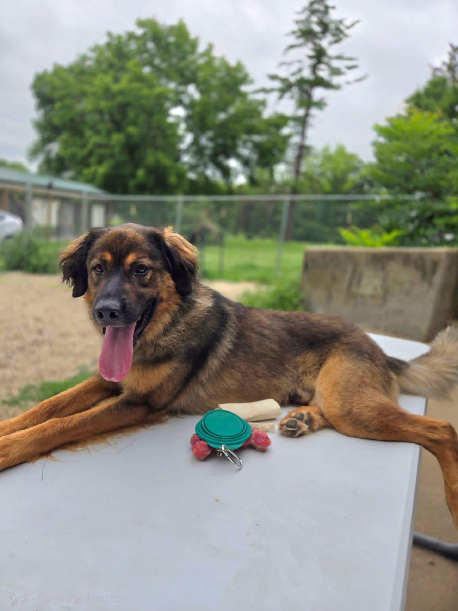 Copper, ADOPTABLE, Young Male Mixed Breed.