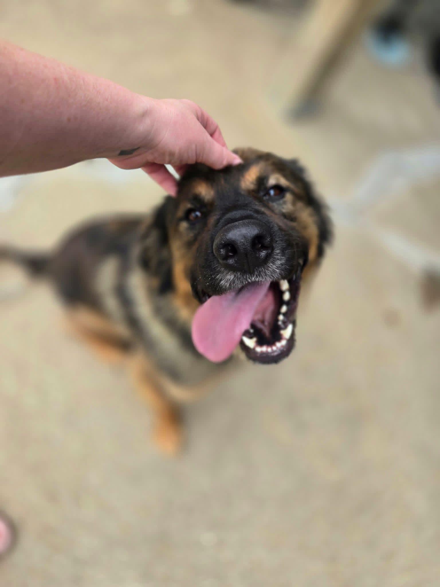 Copper, a ADOPTABLE Mixed Breed in Manhattan, KS image 2/5
