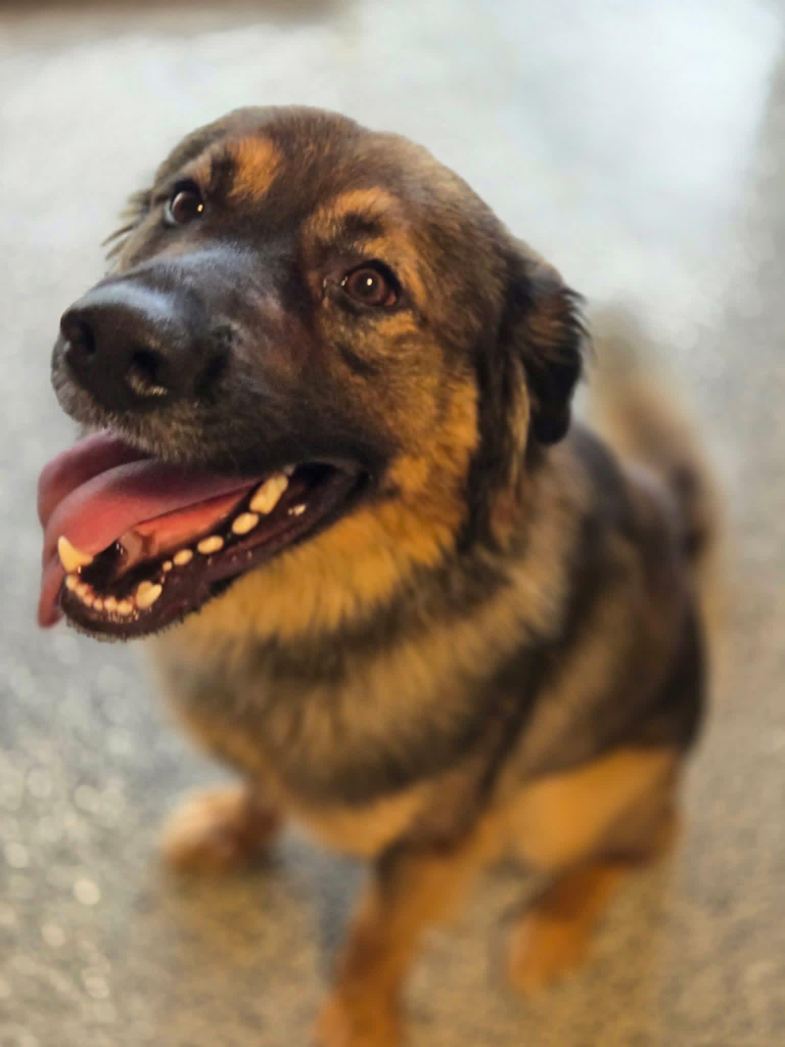 Copper, a ADOPTABLE Mixed Breed in Manhattan, KS image 5/5