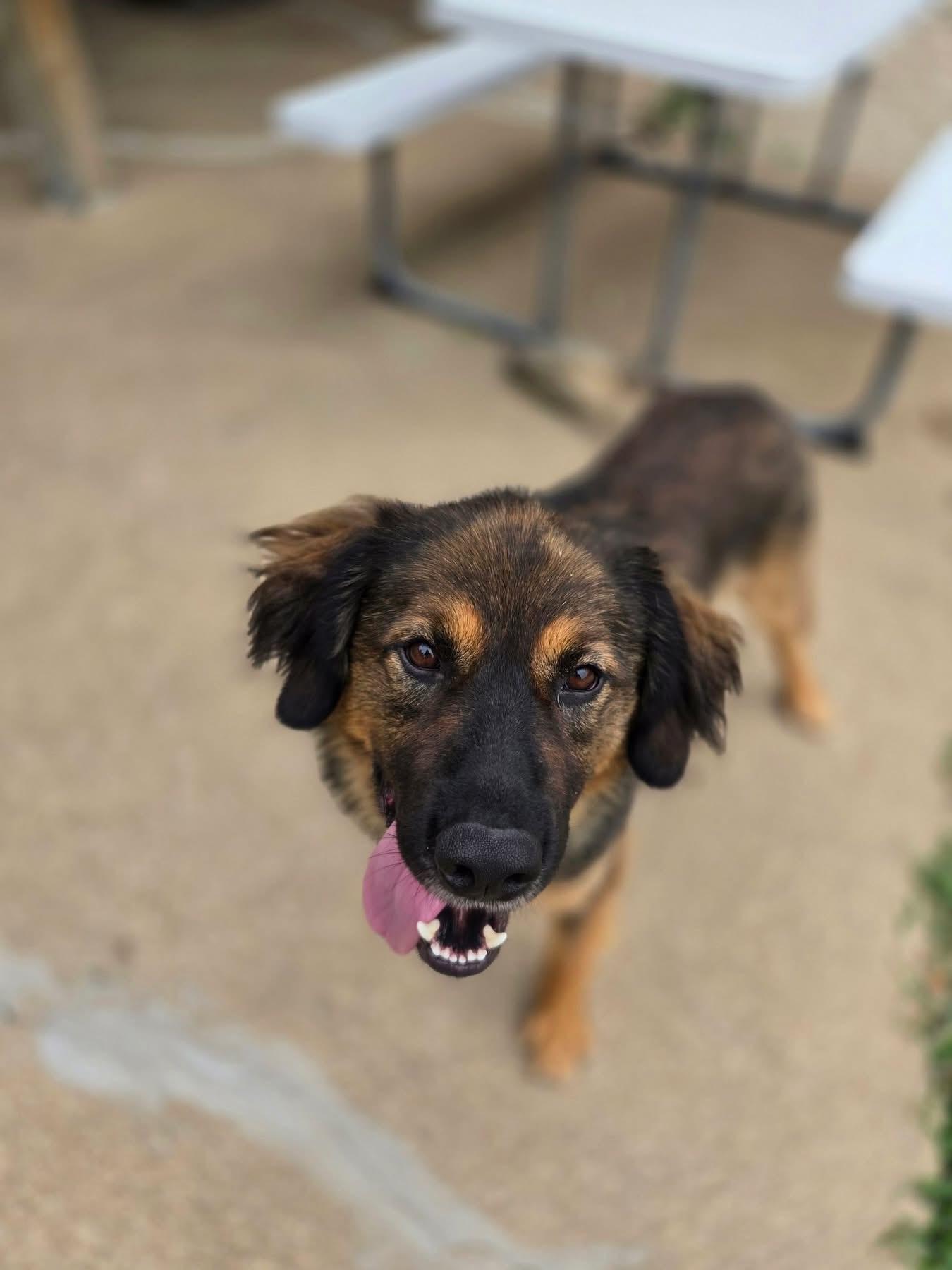 Copper, a ADOPTABLE Mixed Breed in Manhattan, KS image 3/5