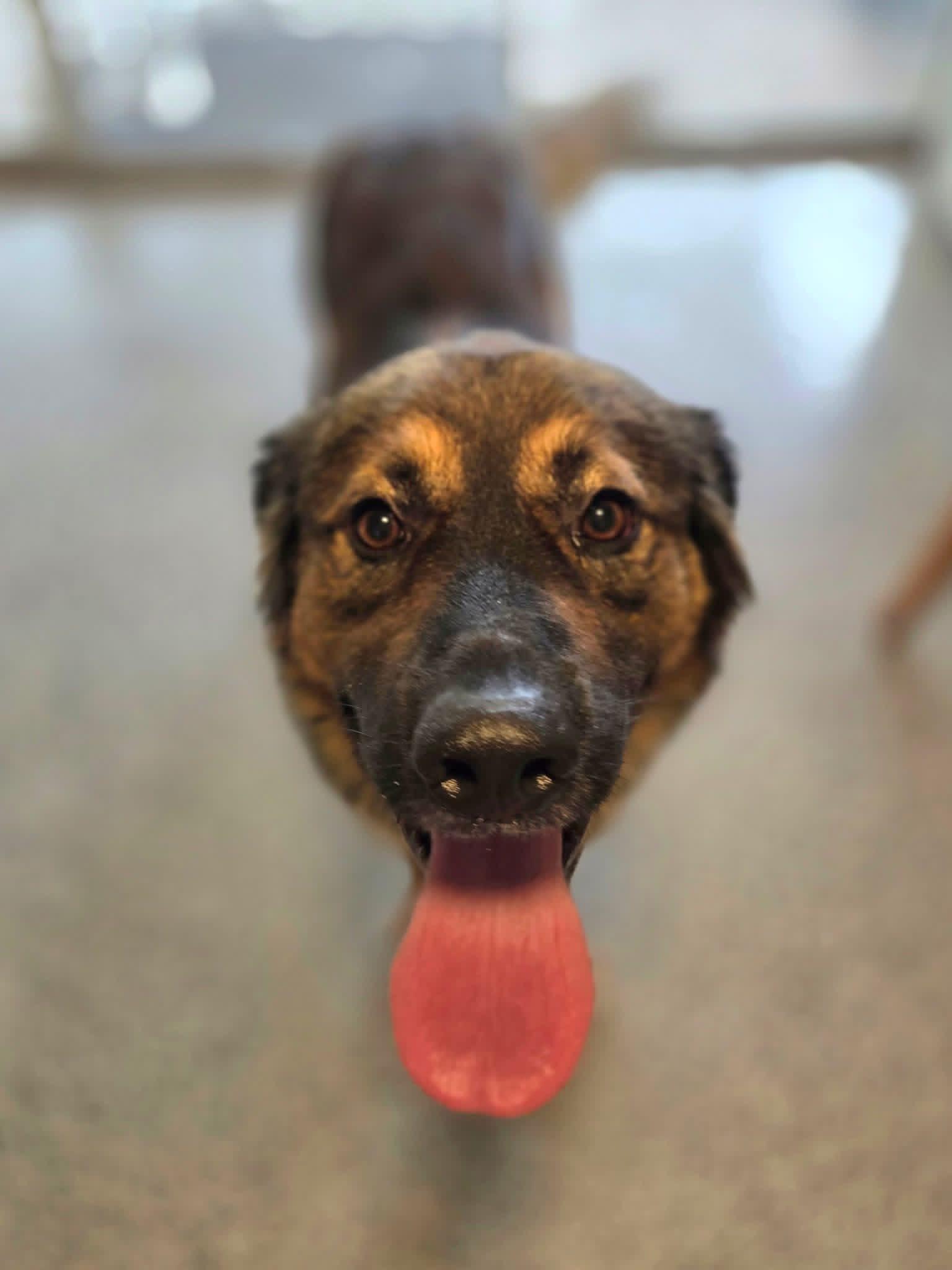 Copper, a ADOPTABLE Mixed Breed in Manhattan, KS image 4/5