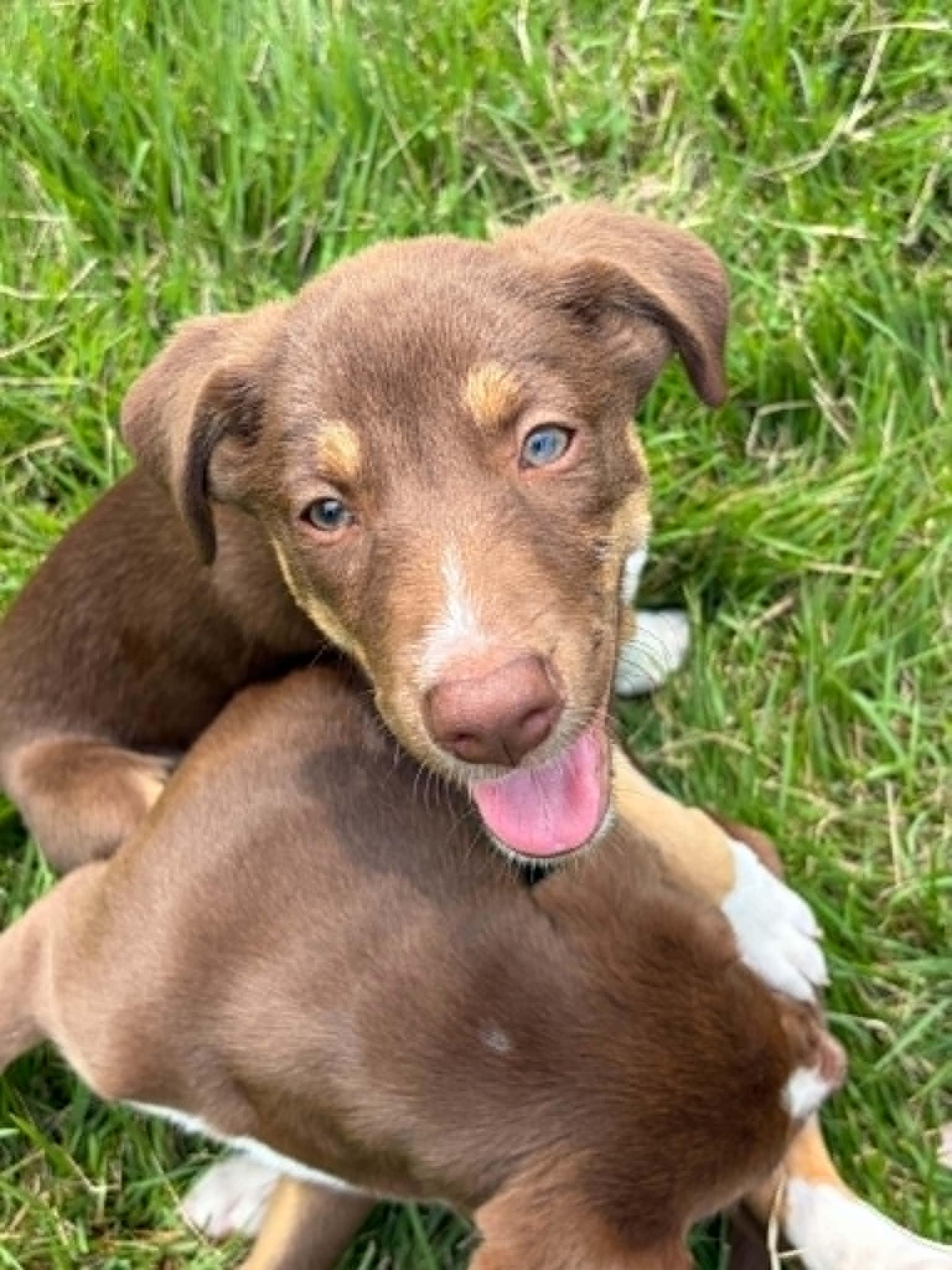 Bella, ADOPTABLE, Puppy Female Mixed Breed.