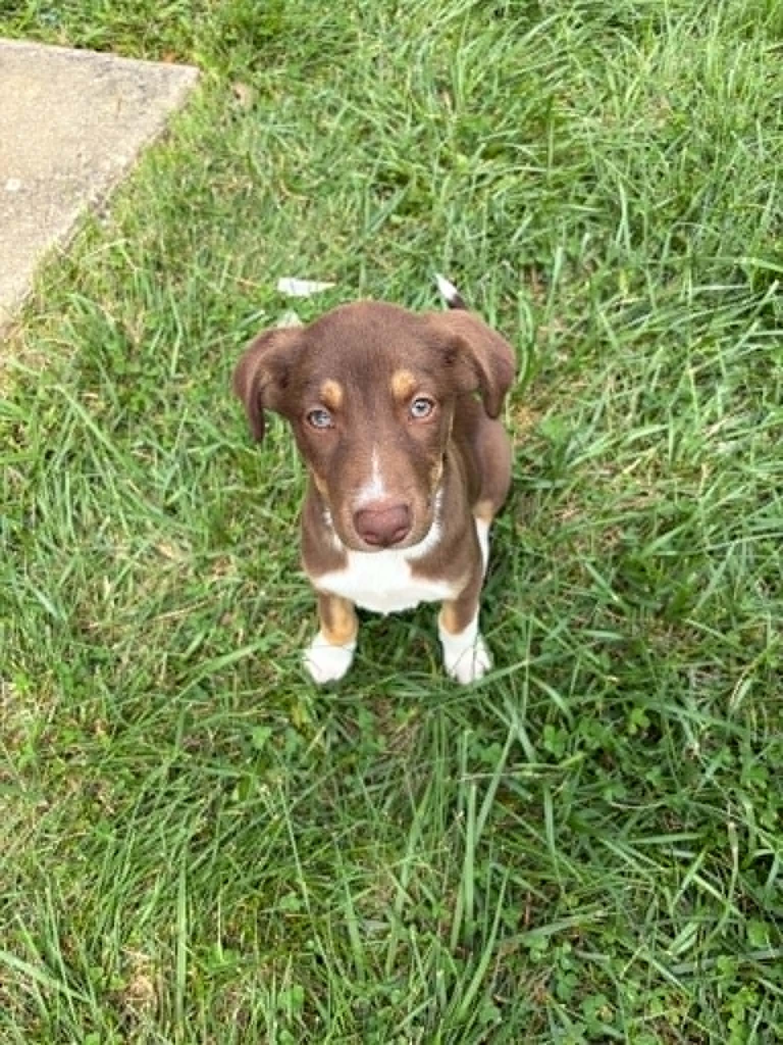 Enlarge Bella, a ADOPTABLE Mixed Breed in Millersville, MD image 2/2