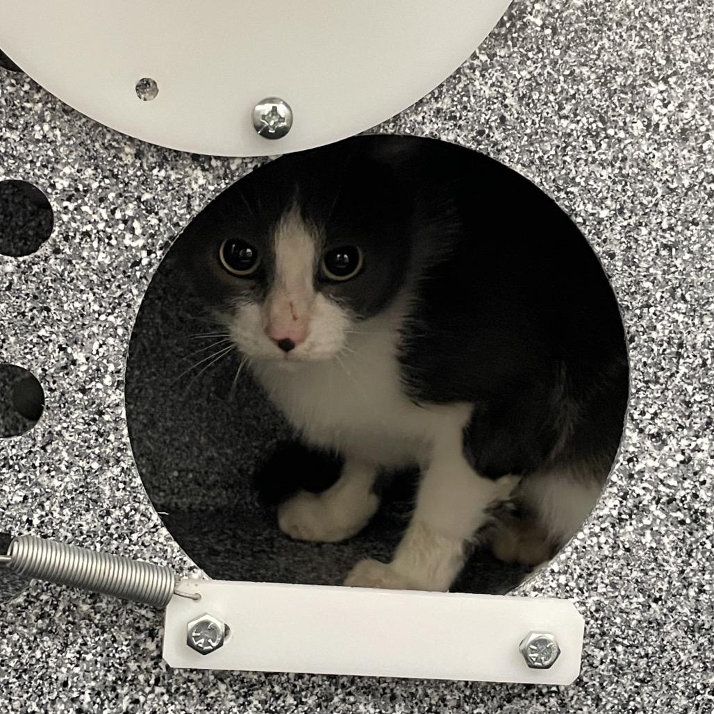 Pearl, Adoptable, Young Female Domestic Short Hair.