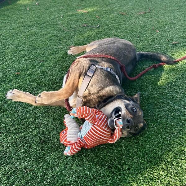 Enlarge Nellie, a Adoptable mixed breed in Walnut Creek, CA image 2/6