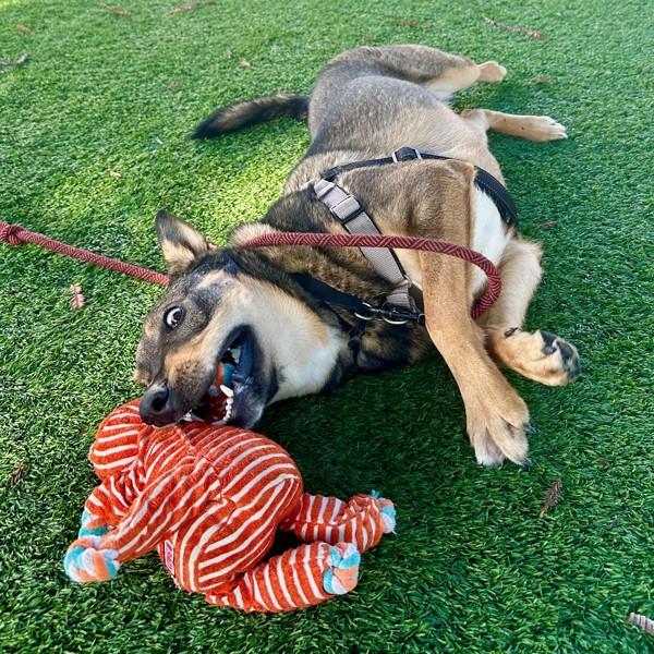 Enlarge Nellie, a Adoptable mixed breed in Walnut Creek, CA image 3/6