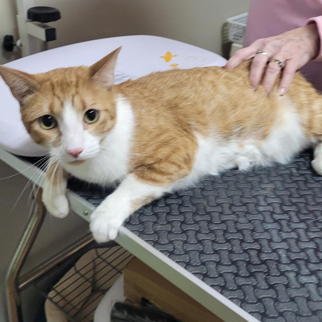 Tom Tom, Adoptable, Young Male Domestic Short Hair.