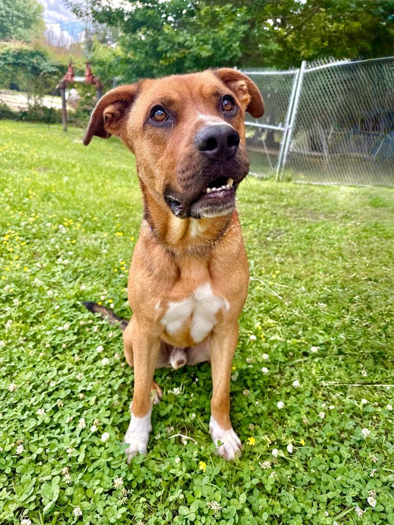 Boo, Adoptable, Young Male Mixed Breed.
