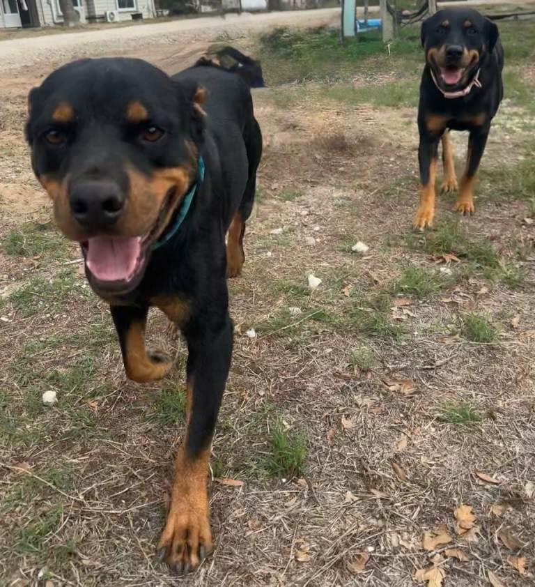 Enlarge Roxy, a Adoptable Rottweiler in San Antonio, TX image 1/2