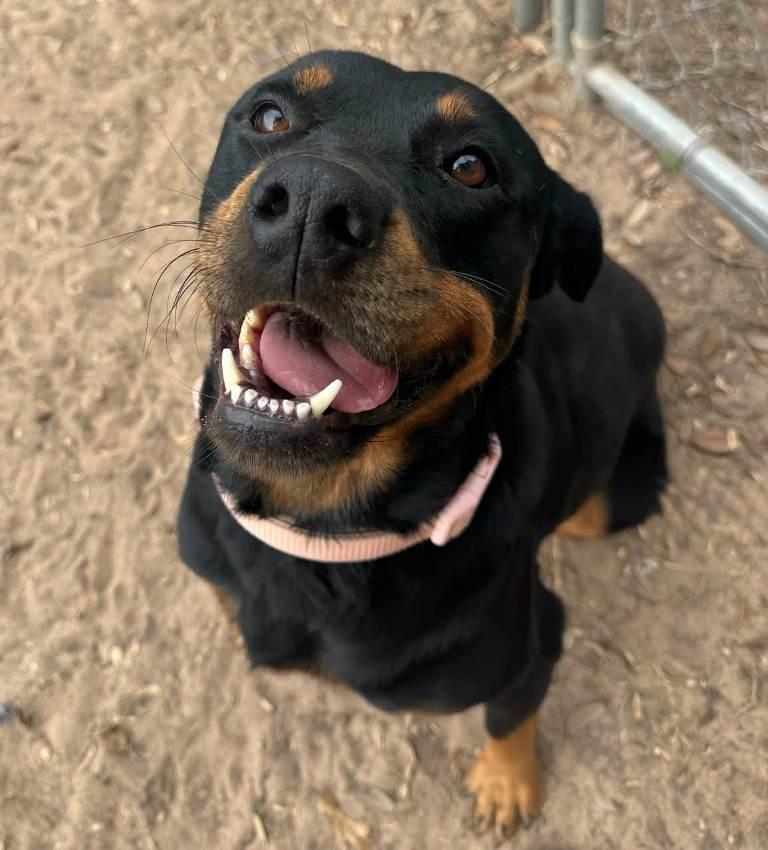 Enlarge Roxy, a Adoptable Rottweiler in San Antonio, TX image 2/2