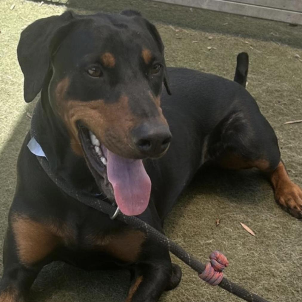 Enlarge NOVA, a Adoptable Doberman Pinscher in Lebec, CA image 1/1