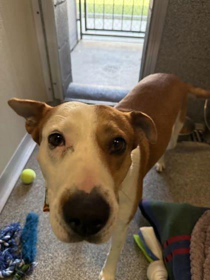 Enlarge Jonah, a ADOPTABLE mixed breed in Hamilton, MT image 2/5