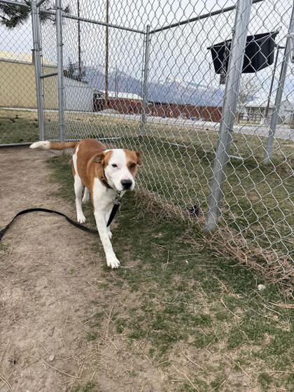 Enlarge Jonah, a ADOPTABLE mixed breed in Hamilton, MT image 4/5