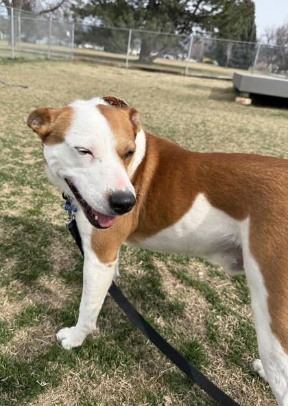 Jonah, ADOPTABLE, Adult Male Australian Cattle Dog / Blue Heeler.