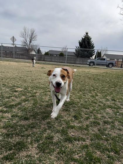 Enlarge Jonah, a ADOPTABLE mixed breed in Hamilton, MT image 5/5