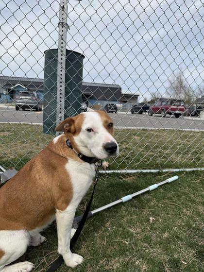 Enlarge Jonah, a ADOPTABLE mixed breed in Hamilton, MT image 3/5