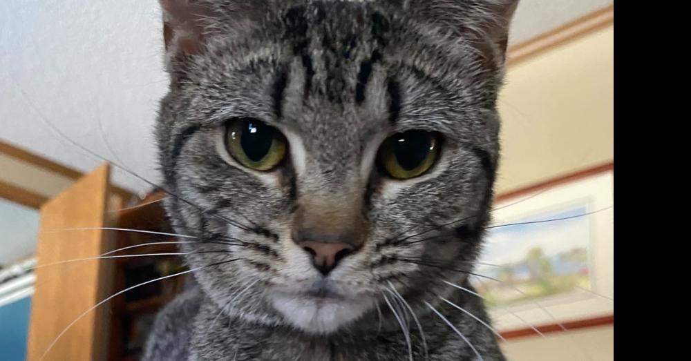 Enlarge Sterling, a Adoptable Domestic Short Hair in Greene, NY image 1/2