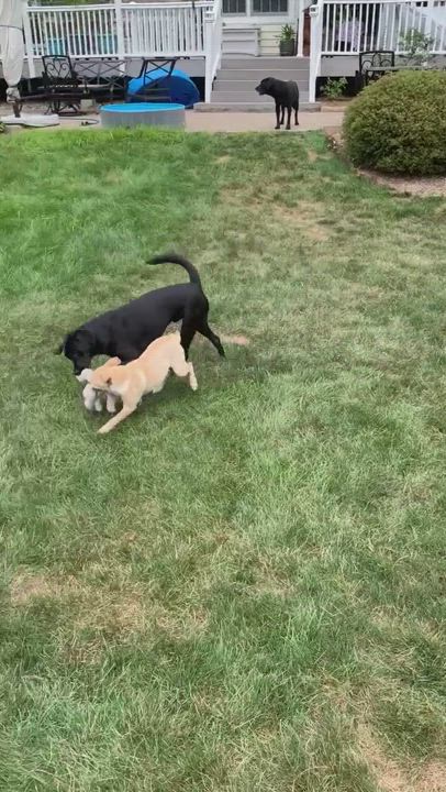 Enlarge Bowie, a Adopted mixed breed in Warrington, PA video 6/11