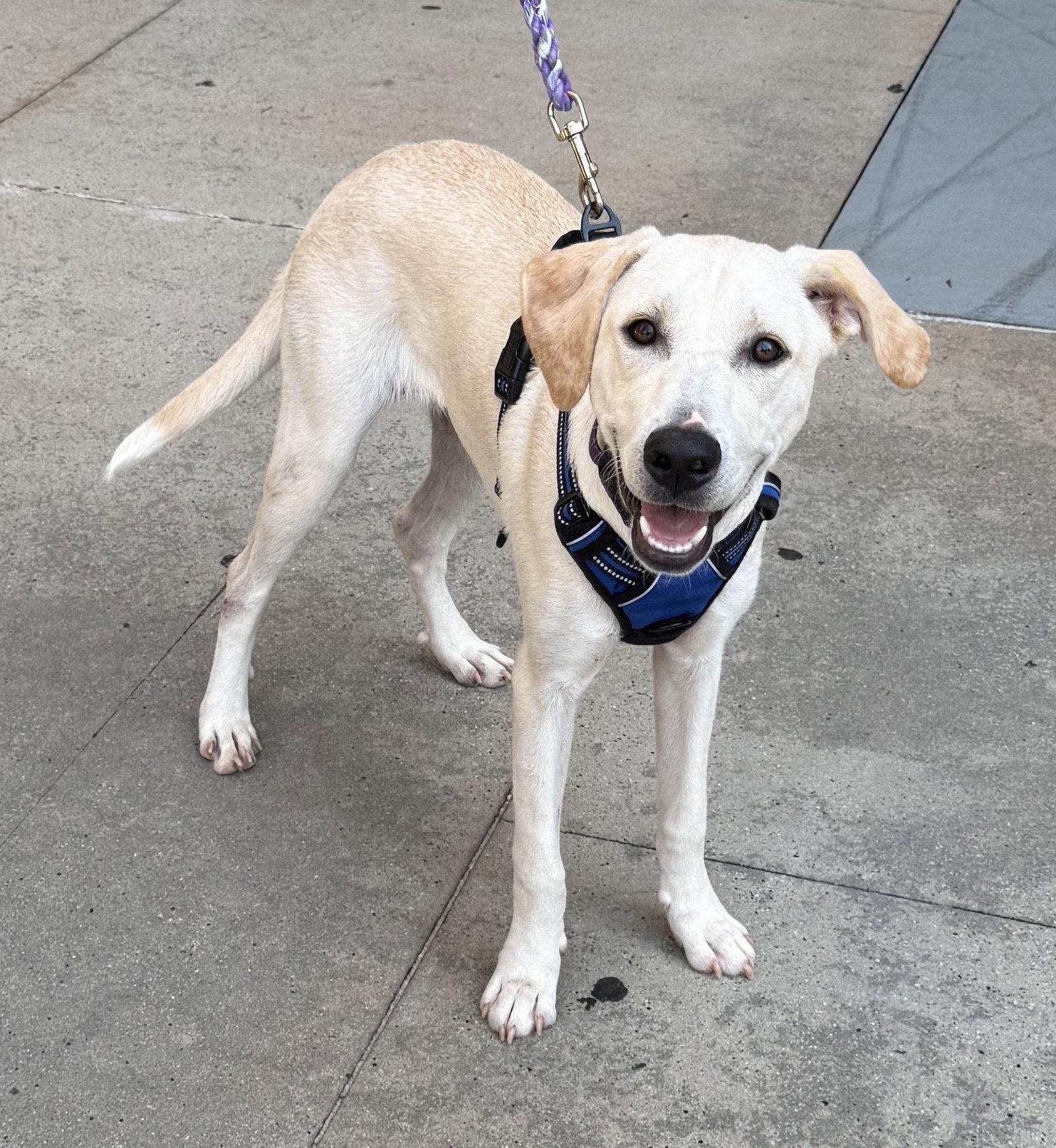 Coast, Adoptable, Puppy Female Labrador Retriever.