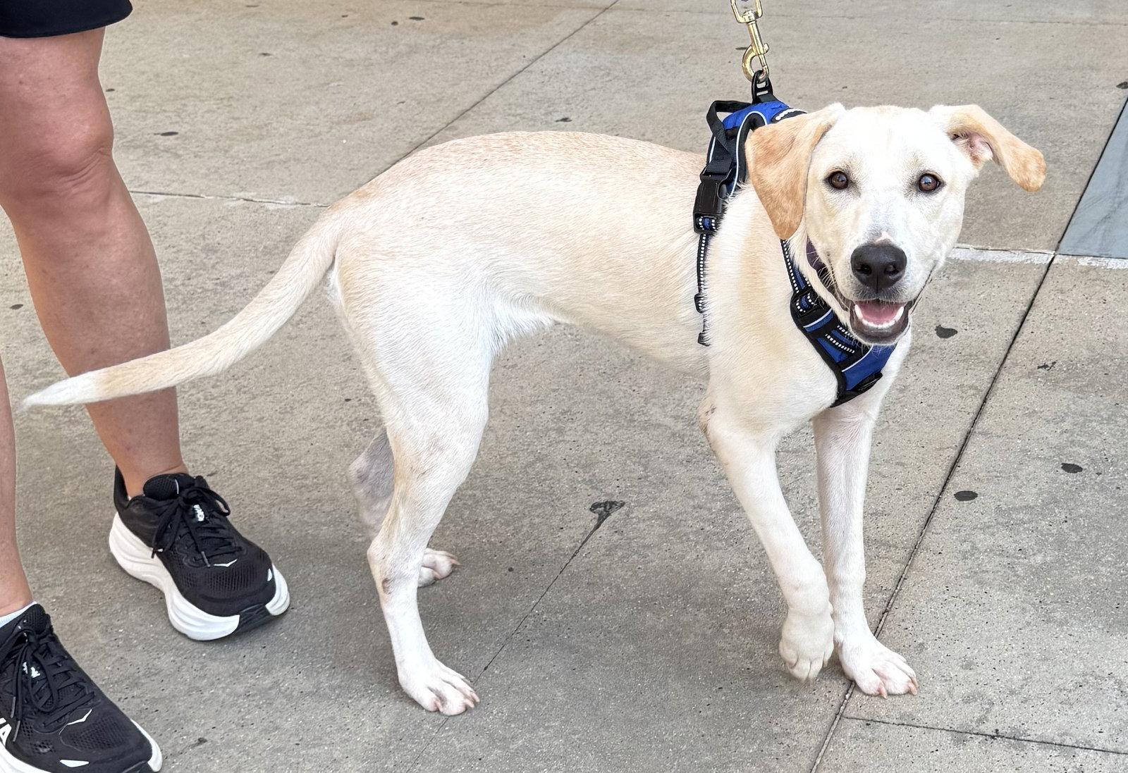 Coast, a Adoptable Labrador Retriever in Charlotte, NC image 2/3