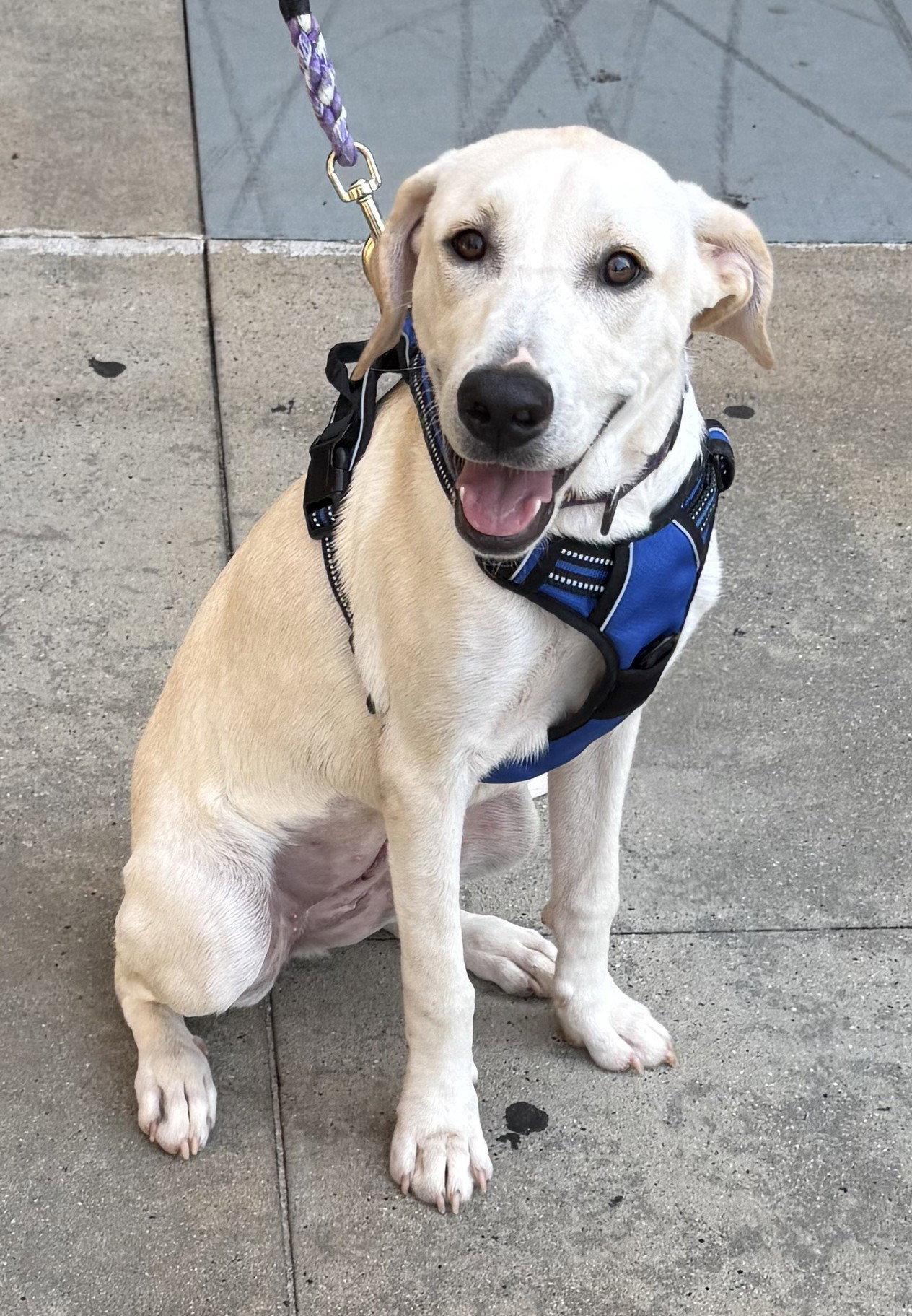 Coast, a Adoptable Labrador Retriever in Charlotte, NC image 3/3