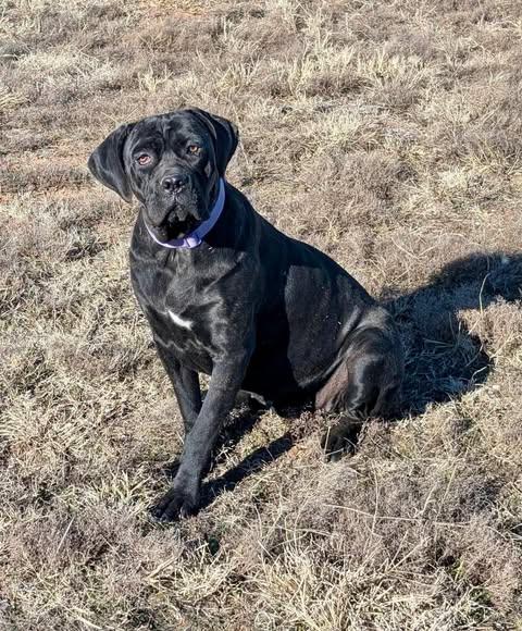 Hope, ADOPTABLE, Young Female Cane Corso.