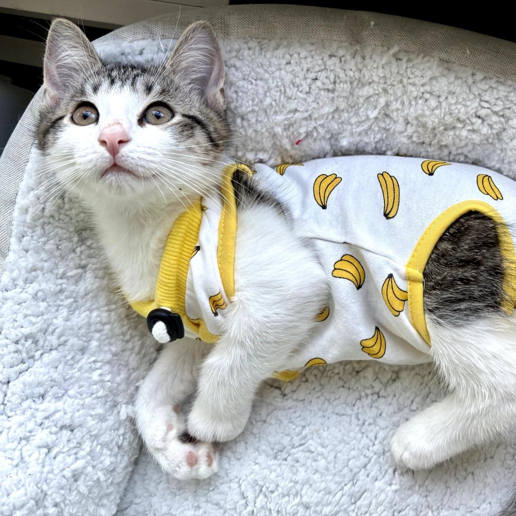 Enlarge Mickey, a ADOPTABLE Domestic Short Hair in Parkland, FL image 2/4