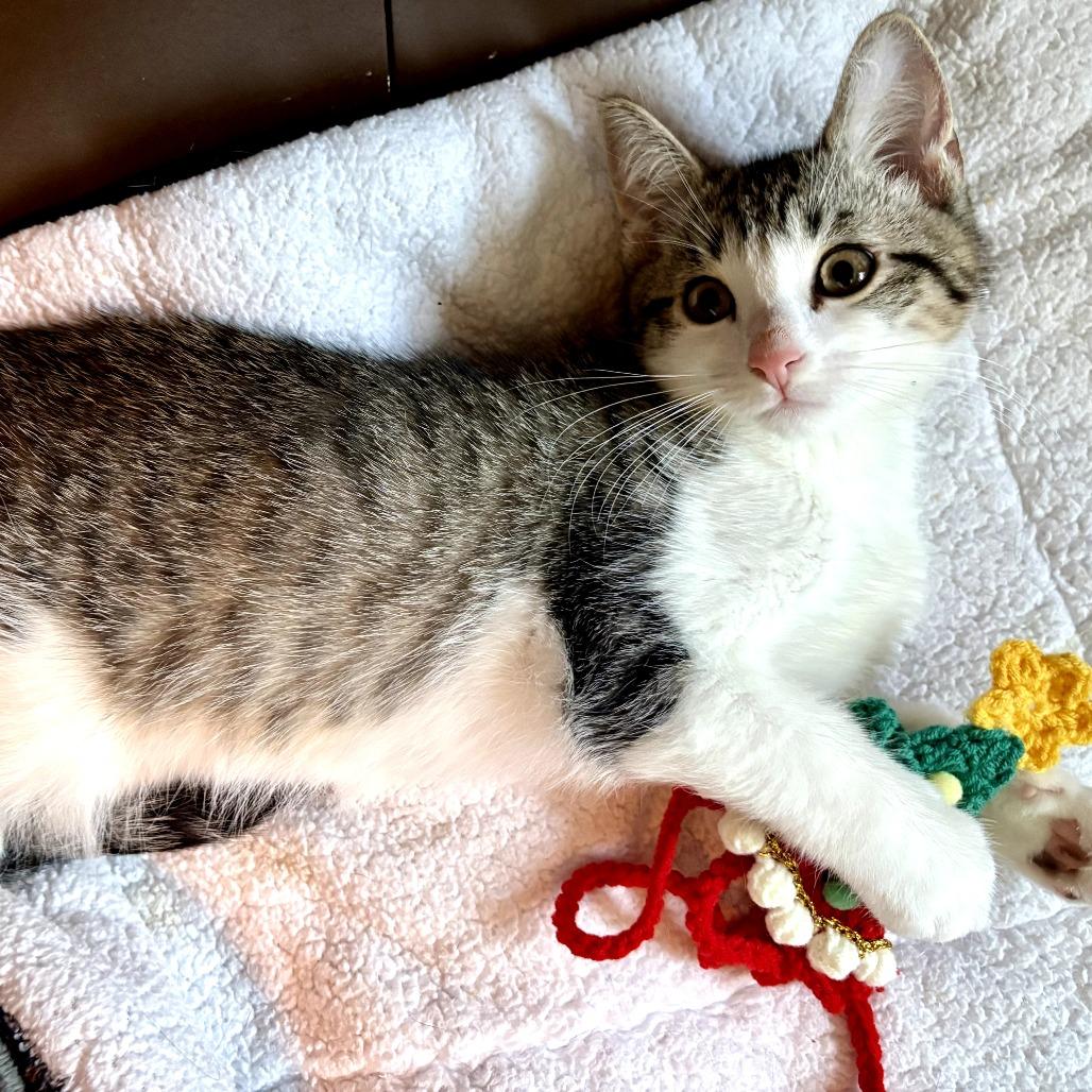 Enlarge Mickey, a ADOPTABLE Domestic Short Hair in Parkland, FL image 3/4