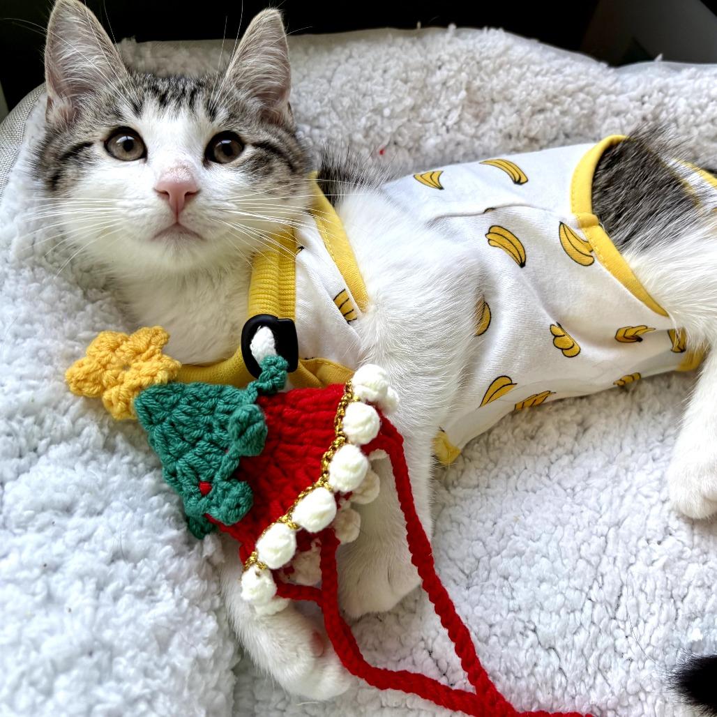 Enlarge Mickey, a ADOPTABLE Domestic Short Hair in Parkland, FL image 1/4