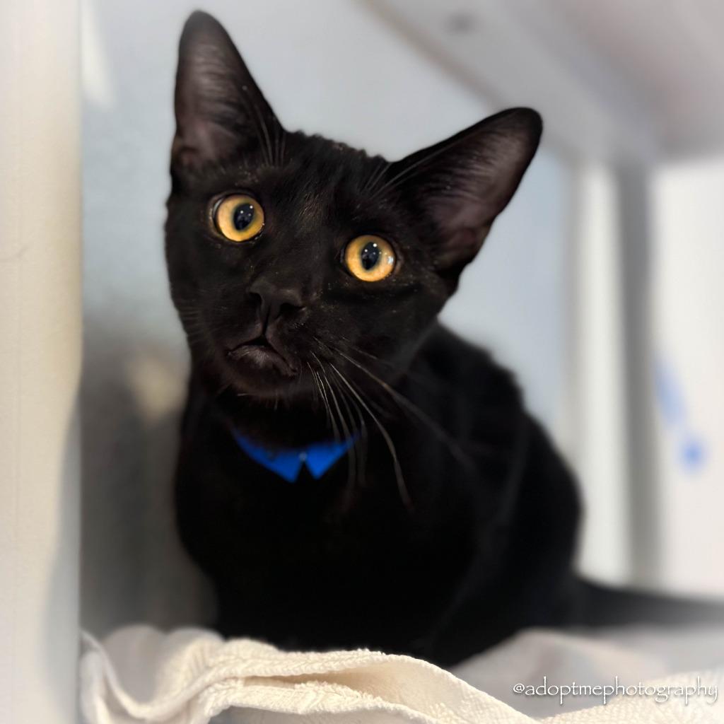 Ricky, Adoptable, Young Male Domestic Short Hair.